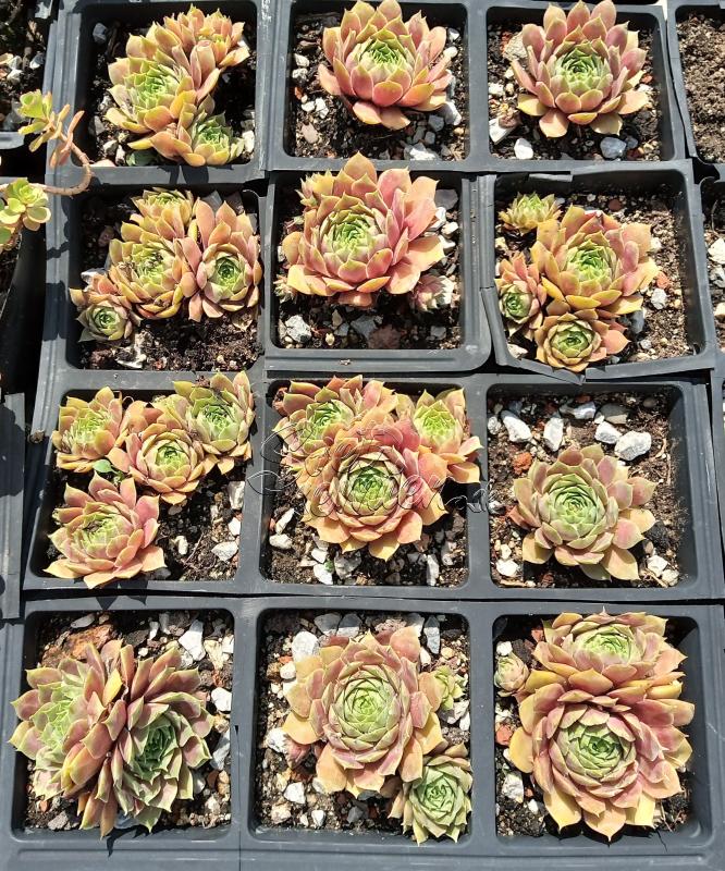 Sempervivum "Wichita"