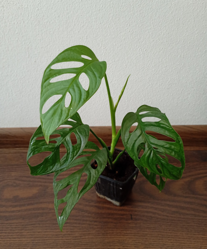 Monstera adansonii