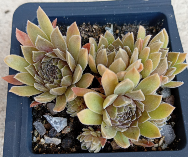 Sempervivum "Kelpone" 1