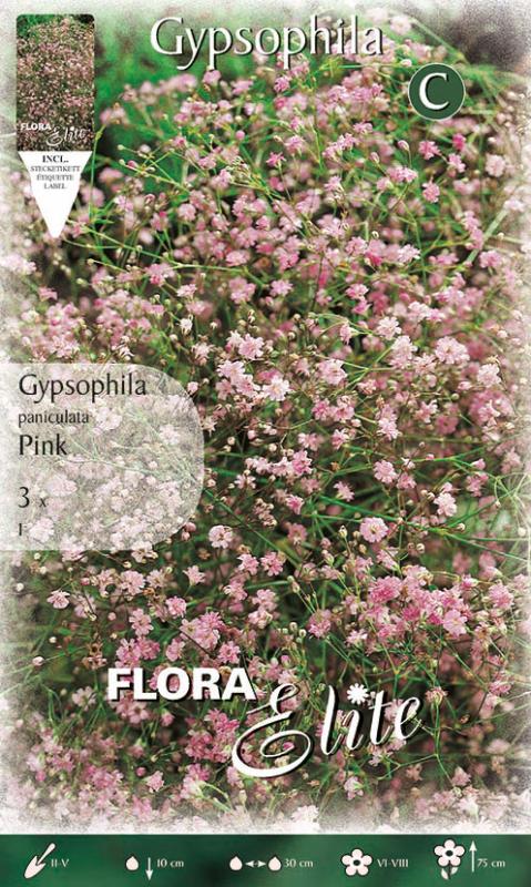 Gypsophila paniculata Pink/3 ks