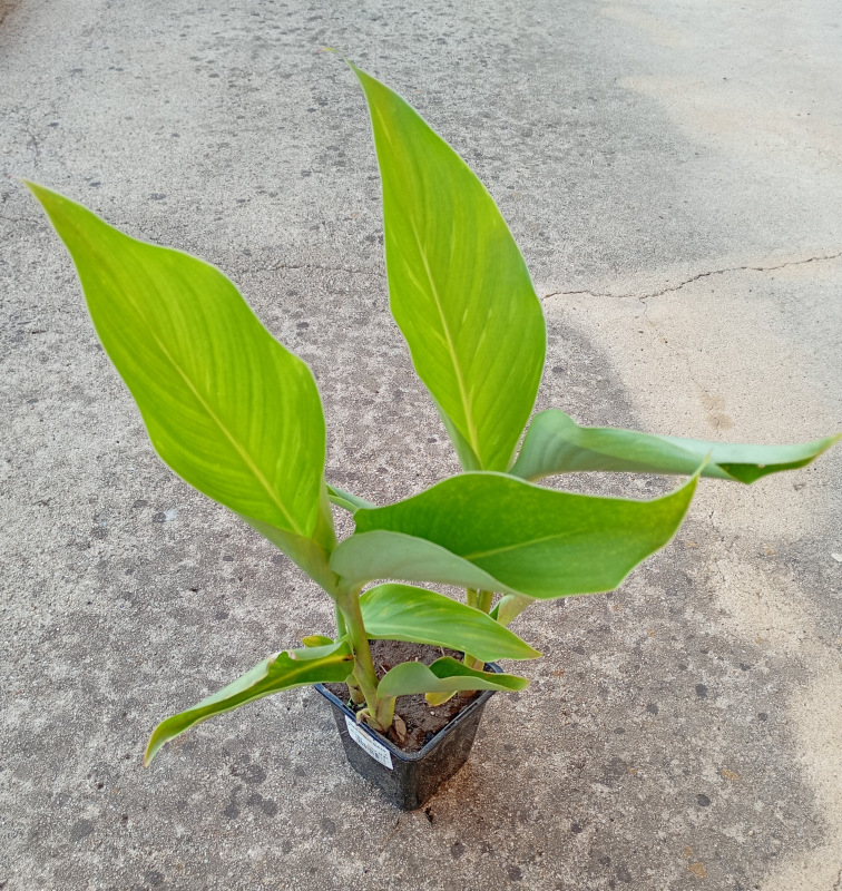 Canna indica Pink 1