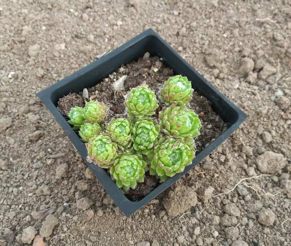 Sempervivum "Daniela"