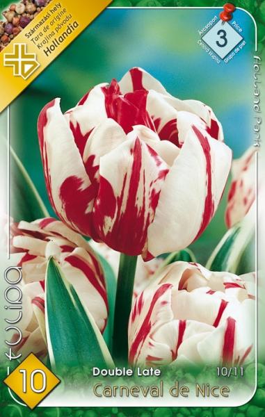 Tulipa Double late Carneval de Nice/10 ks