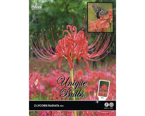 LYCORIS RADIATA 2 ks