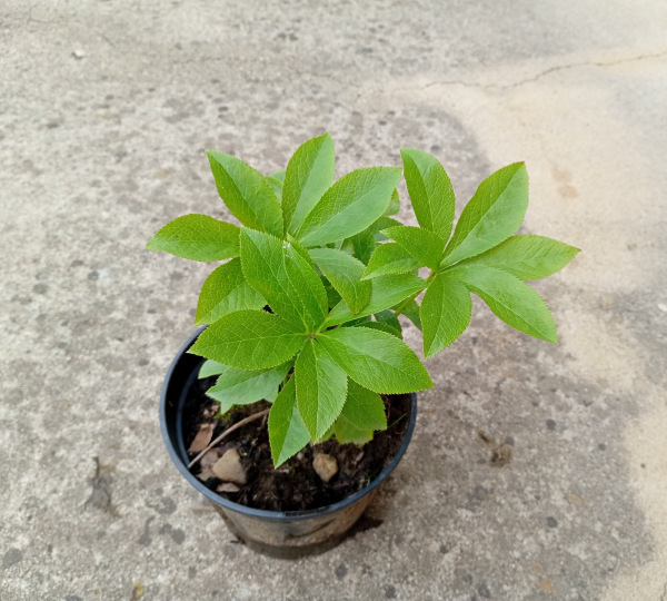 Helleborus orientalis "MIX"