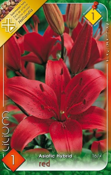 Lilium Asiatic hybrid Red/1 ks
