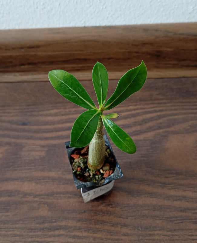 Adenium obesum "Double Black Madonna" - semenáč