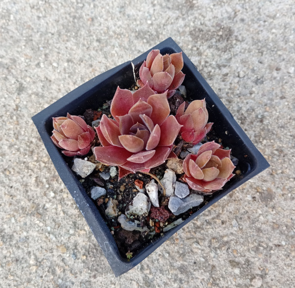 Sempervivum "Packardian"