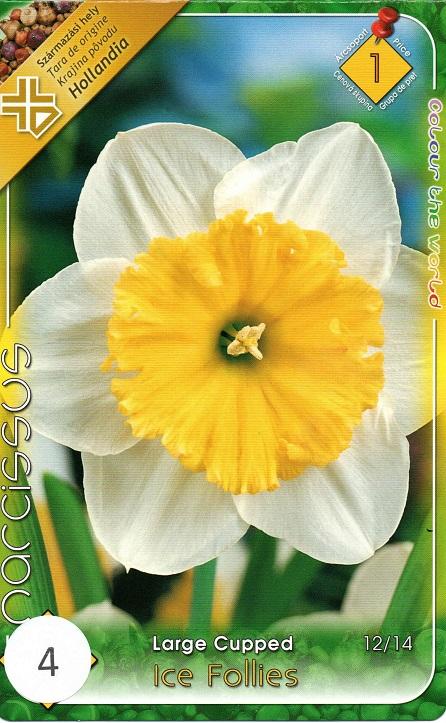 Narcissus Large Cupped Ice Follies/4 ks