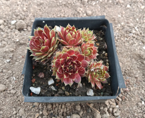 Sempervivum "Black Velvet"