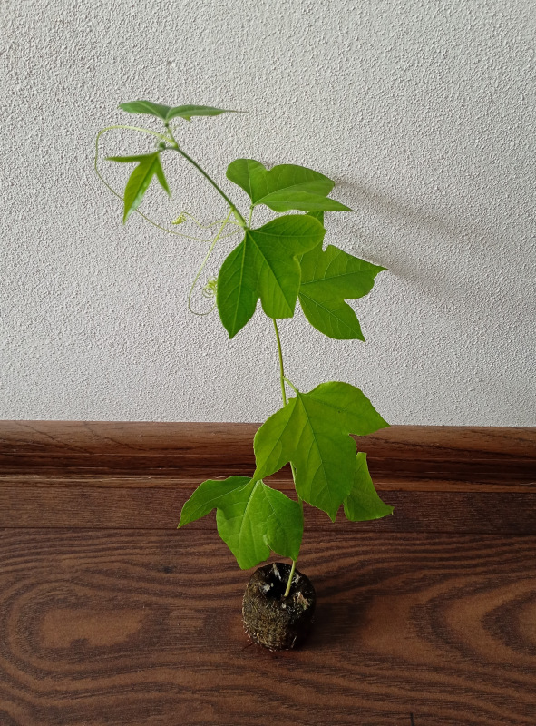 Passiflora incarnata 1