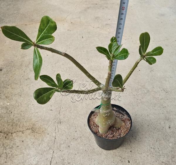 Adenium obesum Saigon Rose - vrúbľovaná rastlina