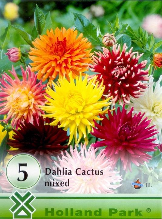 Dahlia Cactus MIX/5 ks