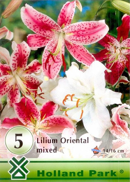 Lilium Oriental MIX/5 ks