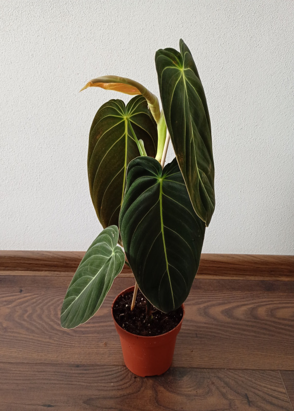 Philodendron melanochrysum