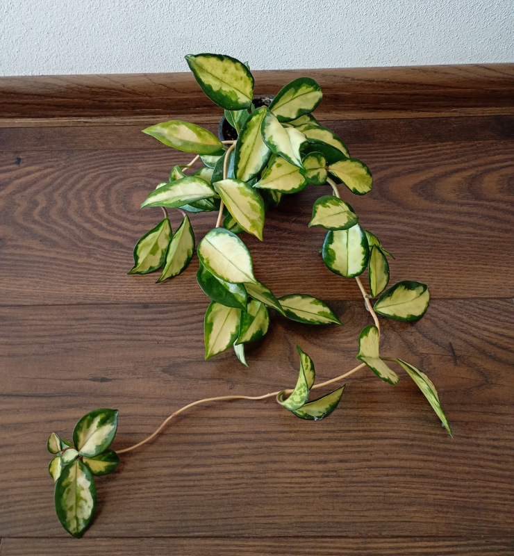 Hoya carnosa "Tricolor"