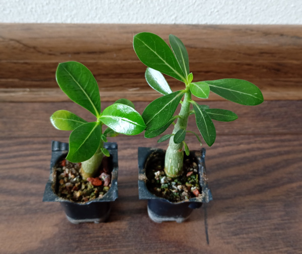 Adenium obesum "Double Black Madonna" - semenáč