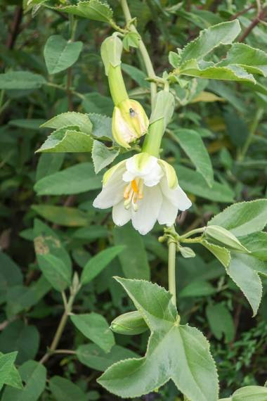 Passiflora sp. "Blanca Boyacá" 5 semien