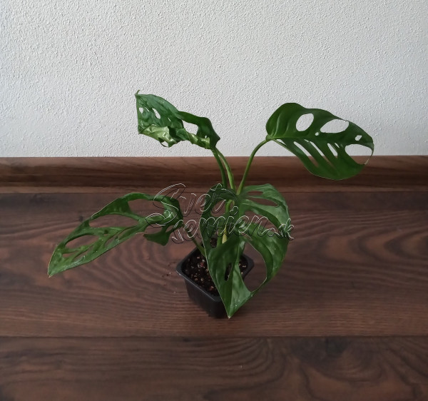 Monstera adansonii