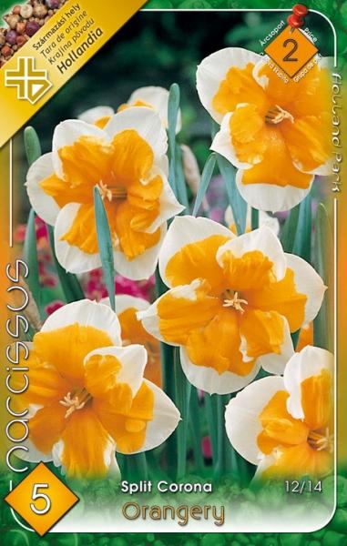 Narcissus Split Corona Orangery/5 ks