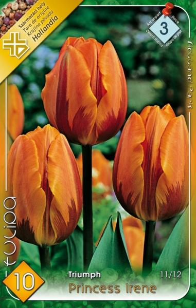 Tulipa Triumph Princess Irene/10 ks