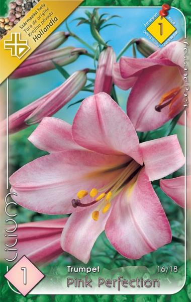Lilium Trumpet Pink Perfektion/1 ks