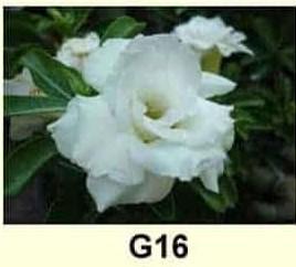 Adenium obesum G16 - vrúbľovaná rastlina