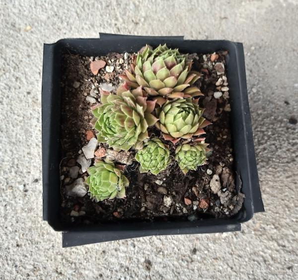 Sempervivum "Black Velvet"