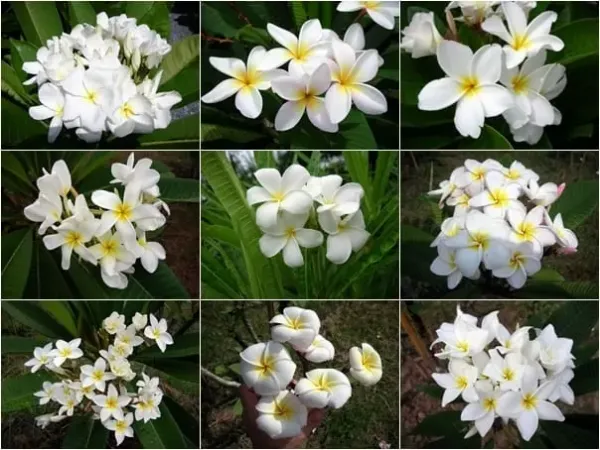 Plumeria rubra WHITE - MIX bielych farieb - 1 rastlina