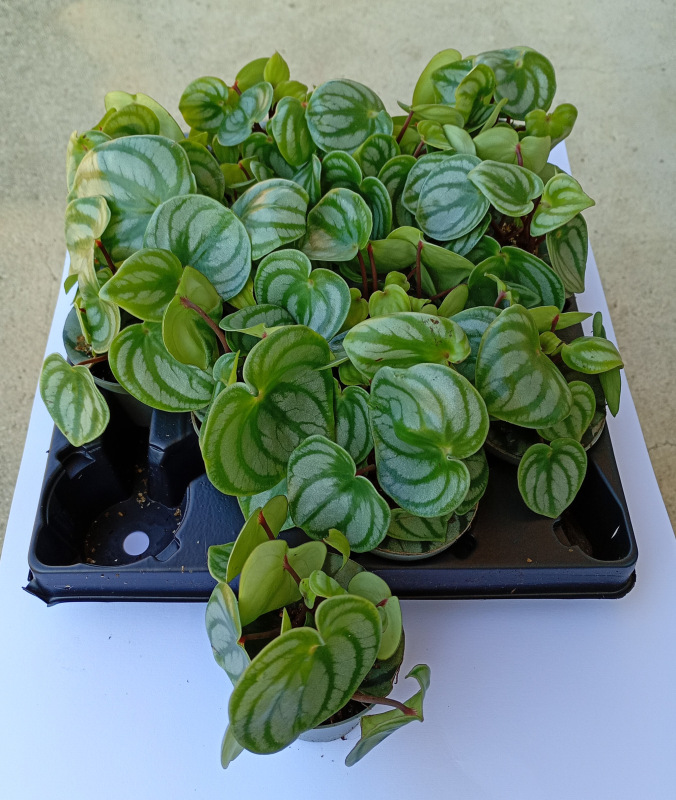 Peperomia argyreia "Watermelon" - malá 1