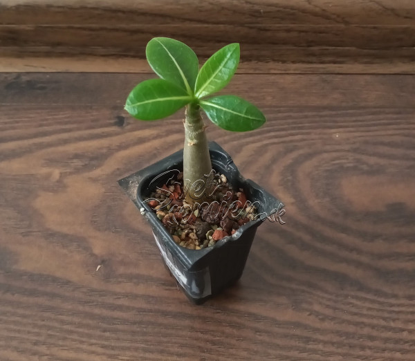 Adenium Thai Socotranum "MIX" - semenáč