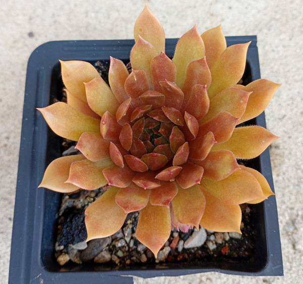 Sempervivum "Goldmarie"