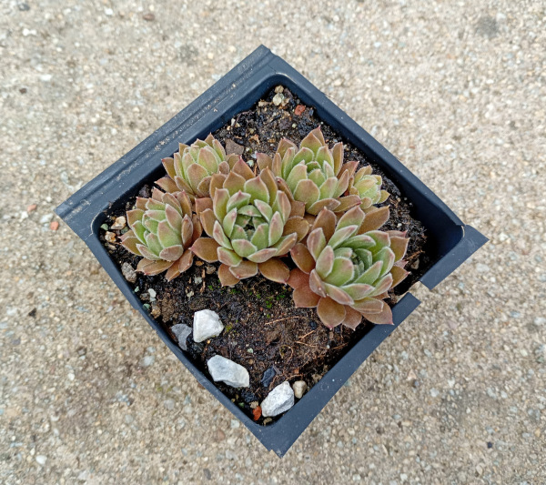 Sempervivum "Kelpone"