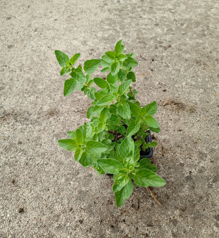 Origanum vulgare (Pamajorán obyčajný - Oregano) 1