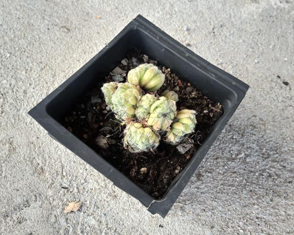 Sempervivum ciliosum var. borisii