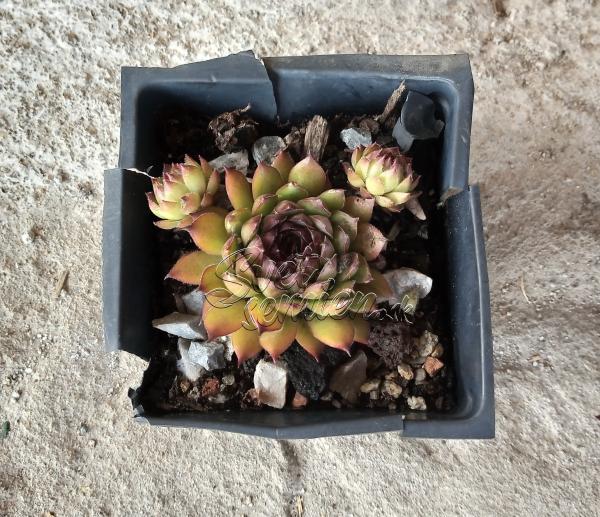 Sempervivum "Bronco"