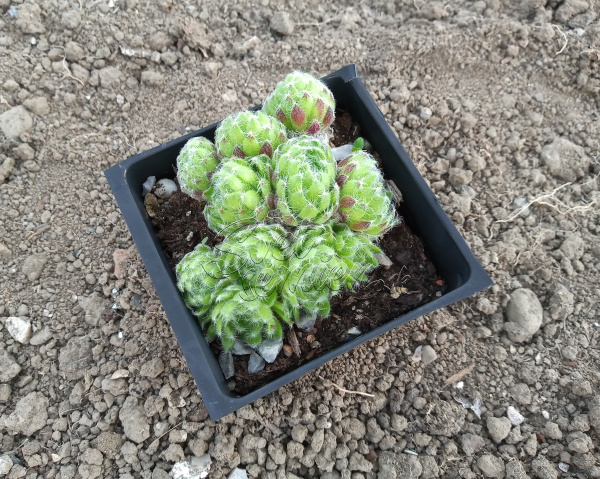 Sempervivum ciliosum var. borisii