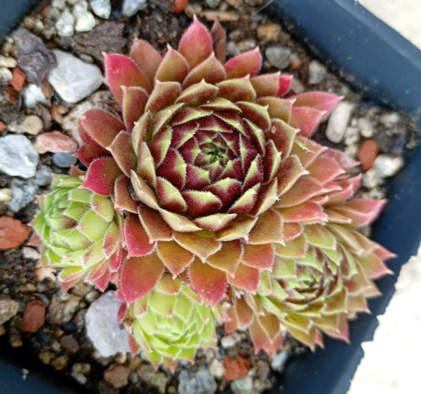 Sempervivum "Black Velvet" 1