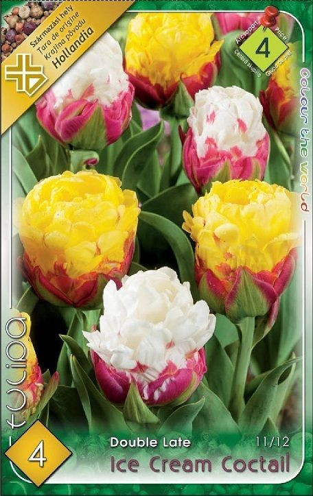 Tulipa Ice Crea Coctail/4 ks