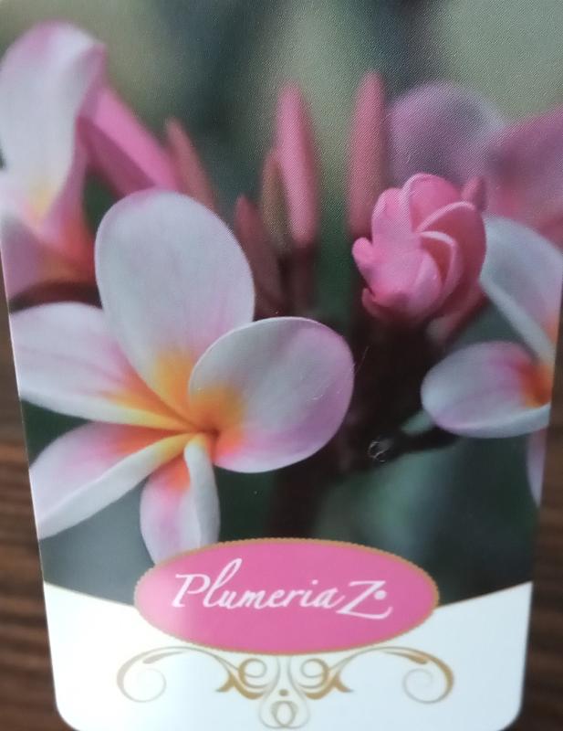 Plumeria rubra - ružovo fialkový kvet