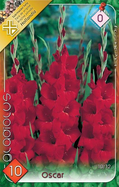 Gladiolus Oscar 10/ks