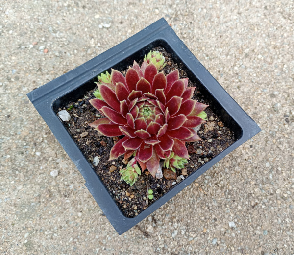 Sempervivum "Black Velvet"