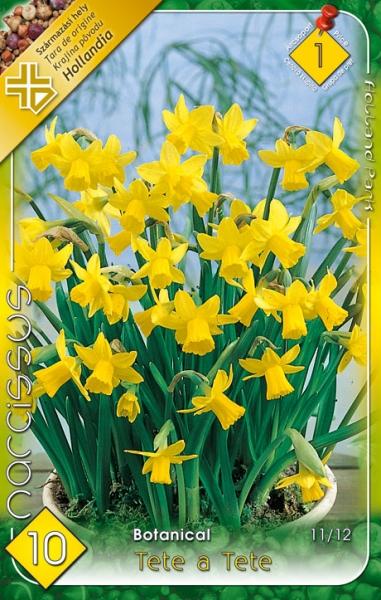 Narcissus Botanical - Tete a Tete/10 ks