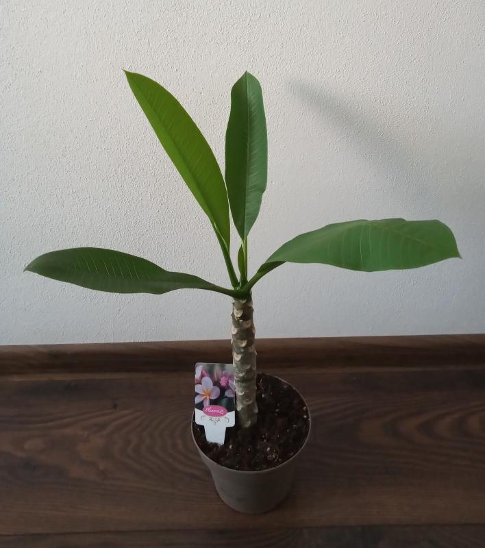 Plumeria rubra - ružovo fialkový kvet 1