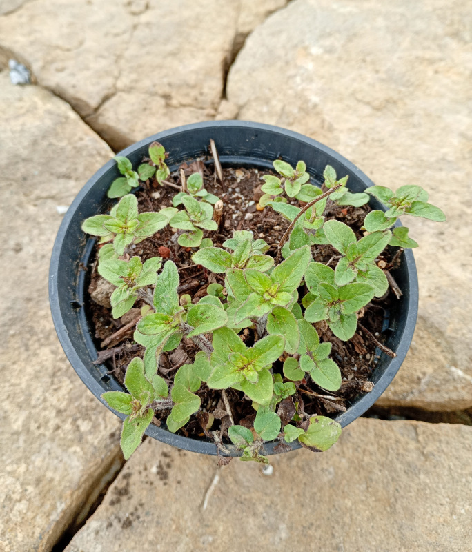 Origanum vulgare (Pamajorán obyčajný - Oregano)