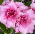 Adenium obesum Saigon Rose - vrúbľovaná rastlina