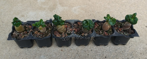 Adenium arabicum Dorset Horn DHA - semenáč