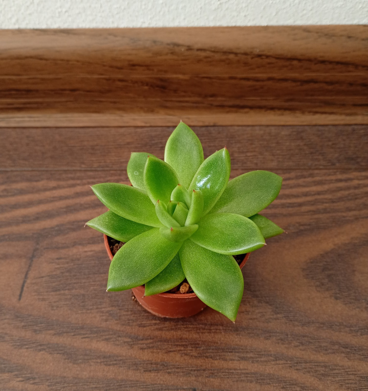 Echeveria agavoides "Miranda"