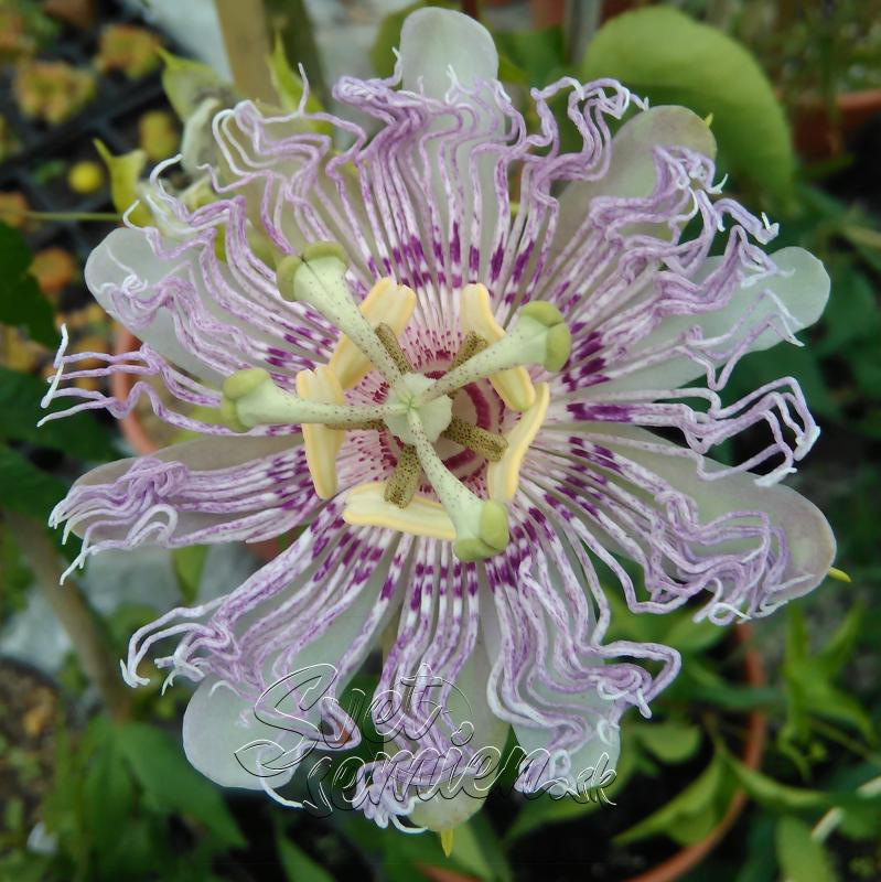 Passiflora incarnata