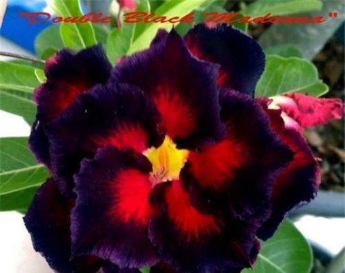 Adenium obesum "Double Black Madonna" - semenáč 1
